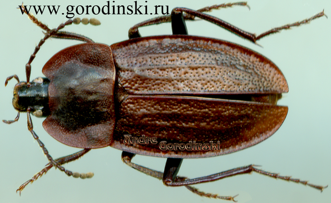 http://www.gorodinski.ru/silphidae/Silpha schawalleri.jpg